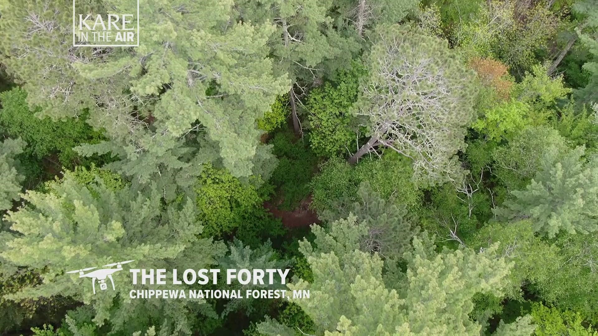 Many believe a mapping error made by a survey crew in 1882 is responsible for the existence of a pristine stand of red and white pine known as The Lost 40.