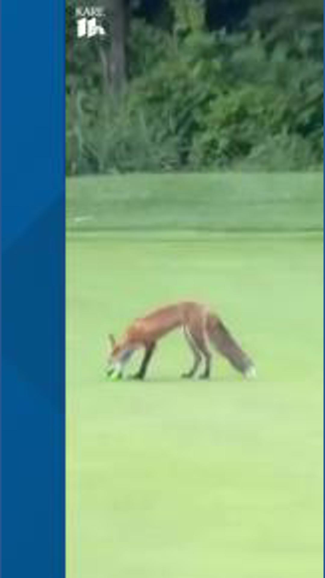 Fox steals golf balls at Chaska Town Course
