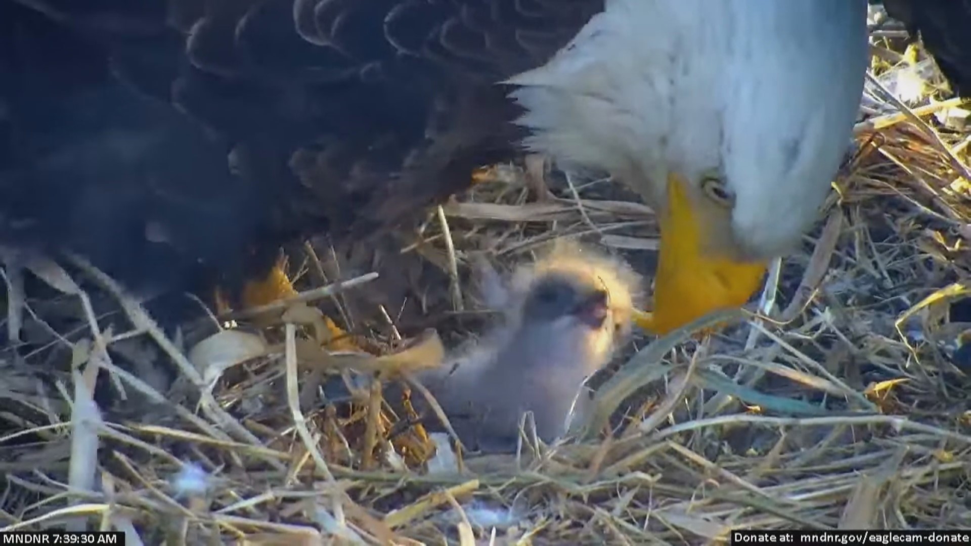 A newborn eaglet made its debut Monday morning on the Minnesota DNR's Nongame Wildlife EagleCam, less than a day after its birth.