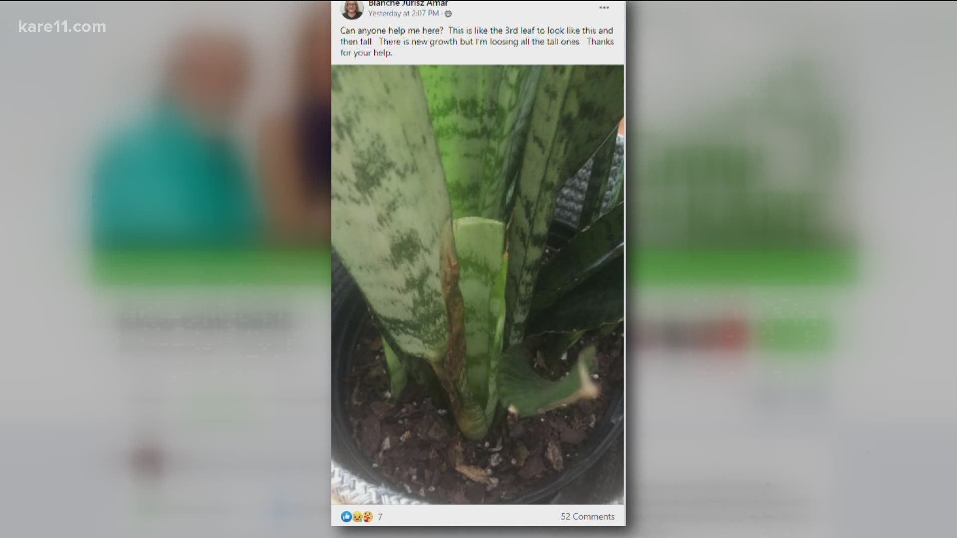 Losing leaves on your snake plant? Need help building a raised bed for a vegetable garden? Bobby and Laura answer your gardening questions!