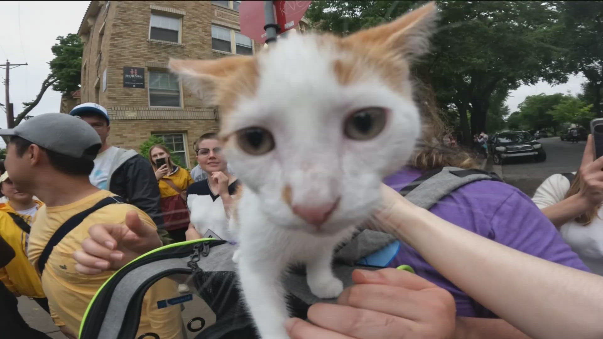 Minneapolis Animal Care and Control brought adoptable kittens to the event Thursday night. 