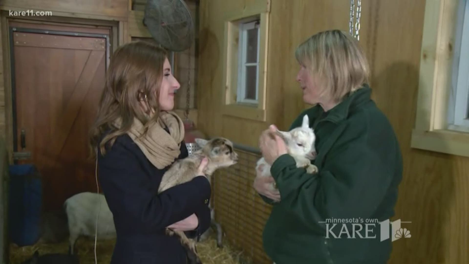 Spring has sprung, and that means farm babies are back at the Minnesota Zoo! https://kare11.tv/2pGLZuQ