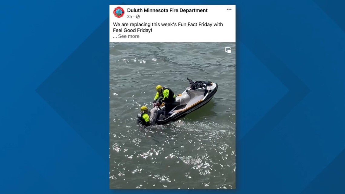 Dog rescued from Lake Superior after falling off a cliff - Vimarsana News