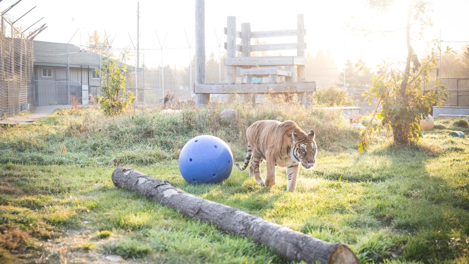 Rescued tiger from Argentina now calls Minnesota home | kare11.com