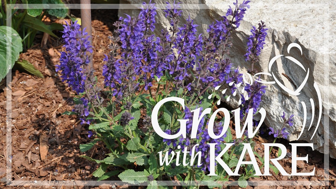 Grow with KARE: Long blooming perennials