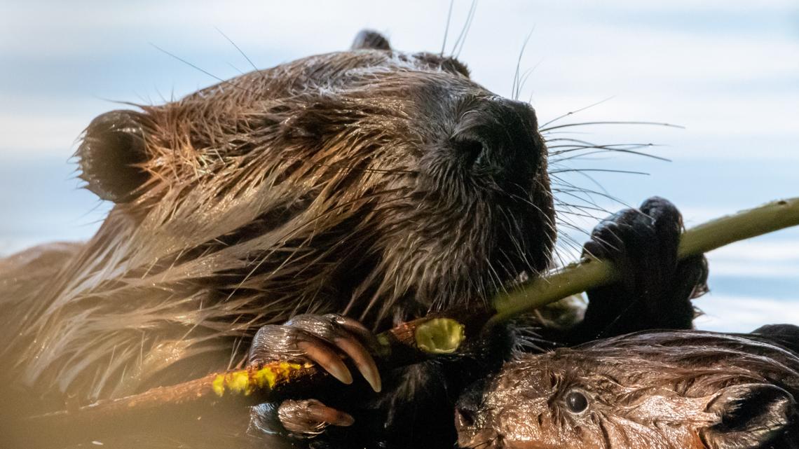 University of Minnesota professor assists with creation of Pixar's animated movie 'Hoppers'