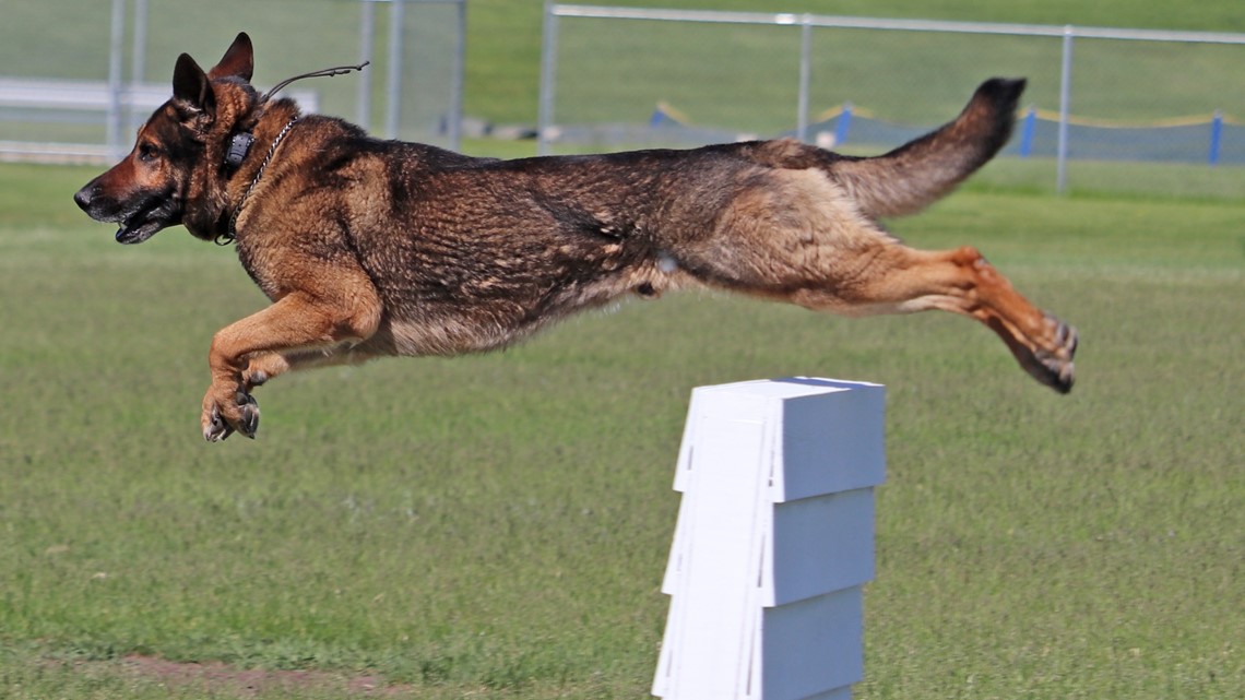 New pot law pushes K9s to retire - Vimarsana News