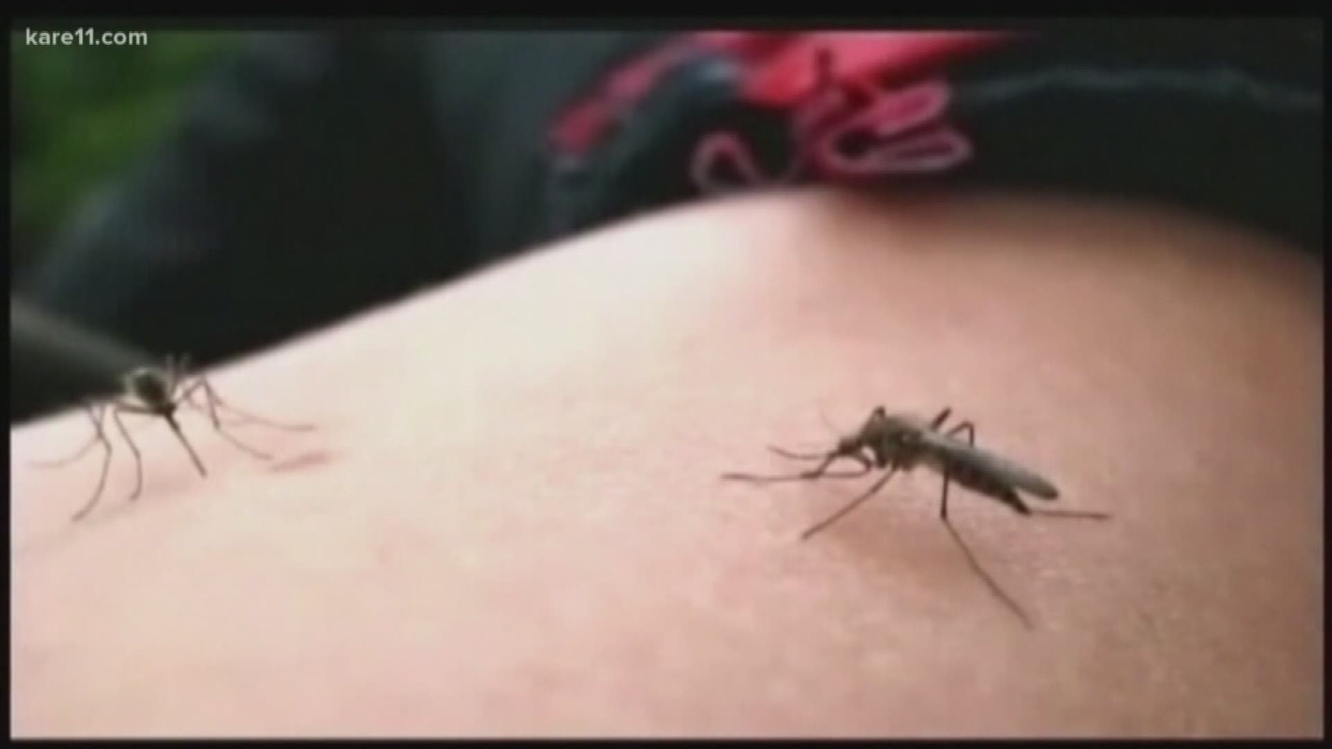 Mosquitos are the pest most Minnesotans love to hate. And now, there's bad news on the scientific front... the pesky critters seem to be evolving faster than the pesticides meant to control them.
