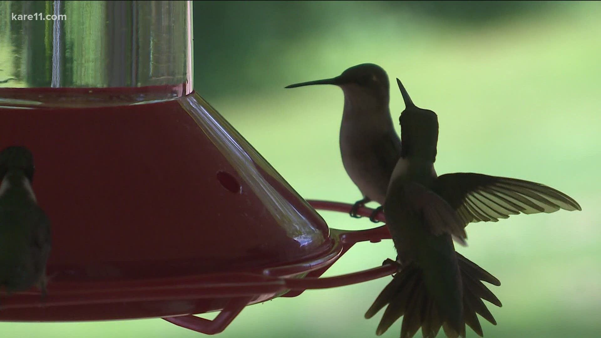 Hummingbirds have been reported in all corners of Minnesota this season.
