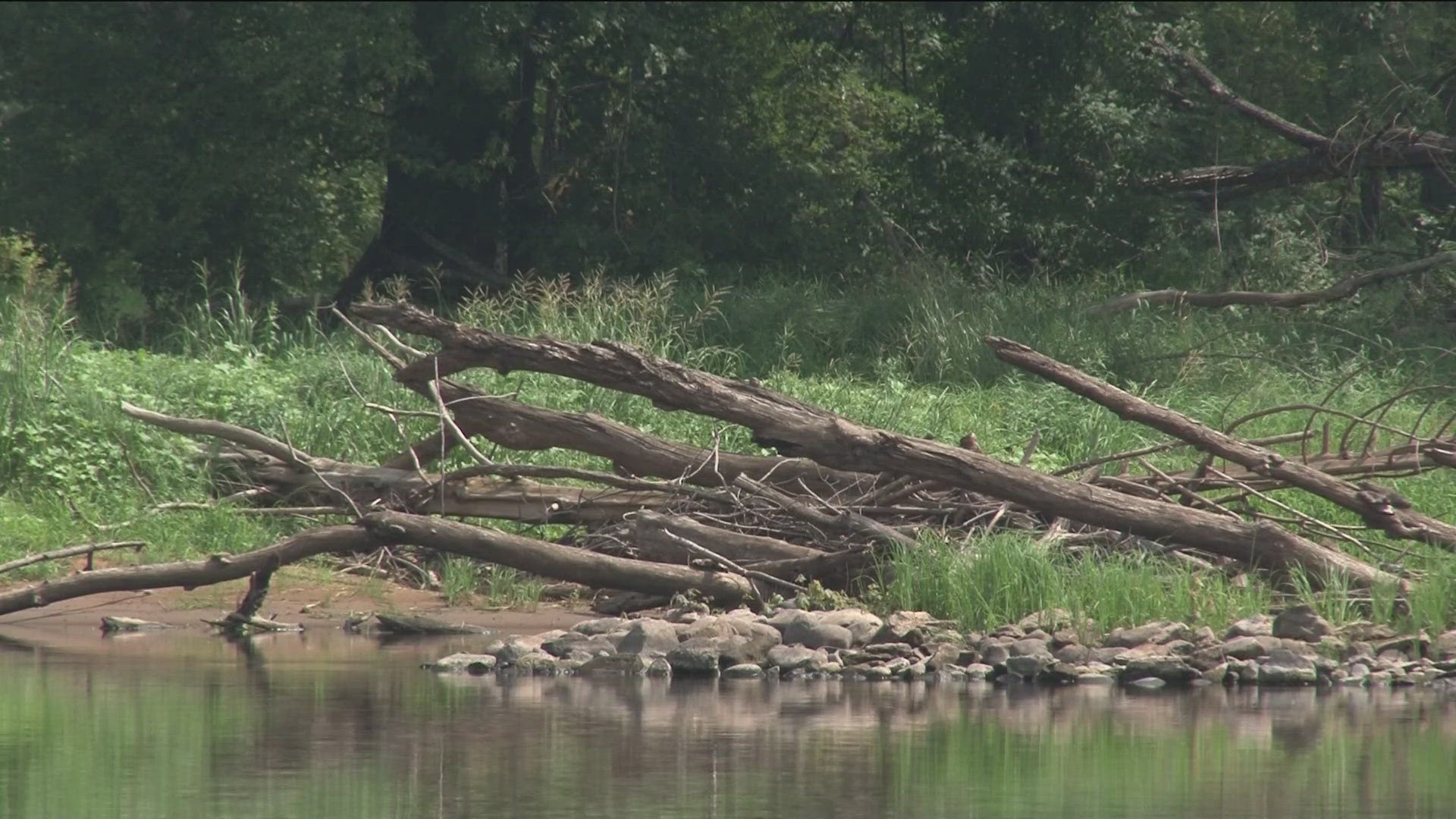 The Wisconsin Department of Natural Resources is investigating after dead turtles were found along the St. Croix River.