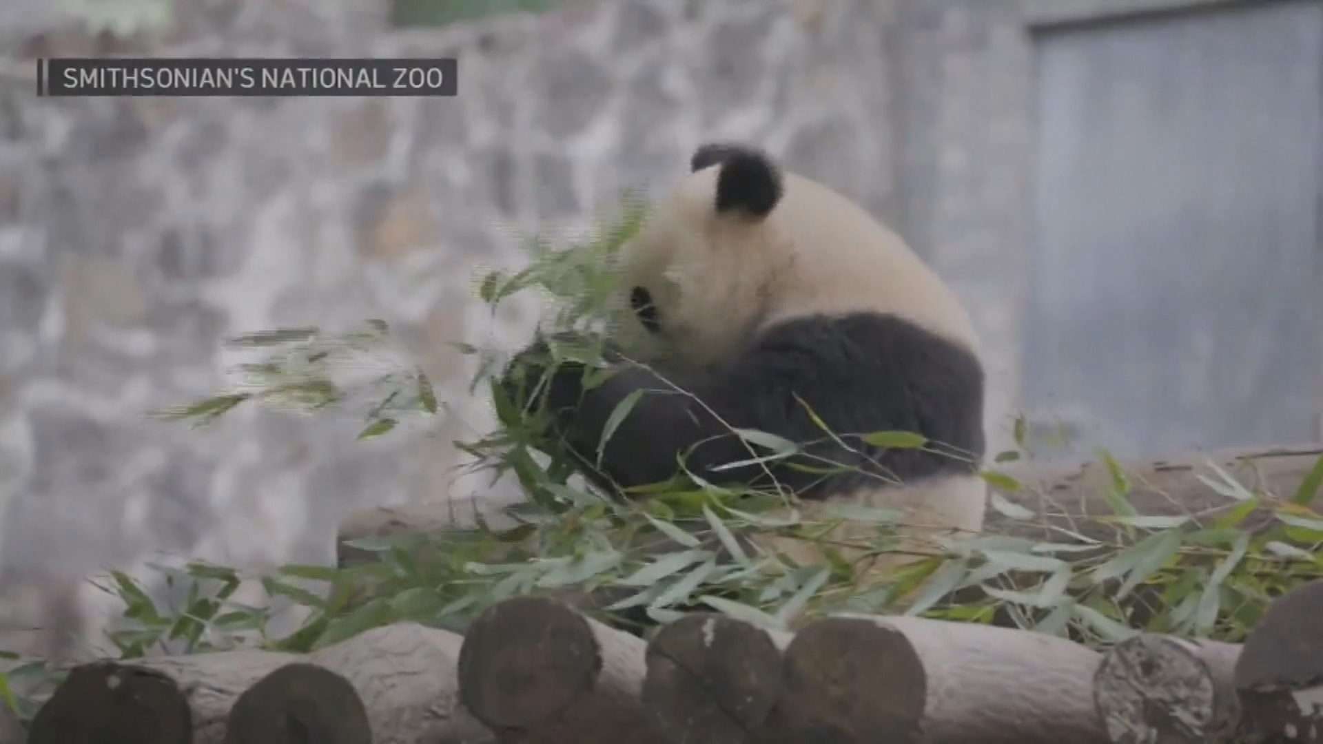 How do you keep the new guests at the National Zoo fed? Well, there is a Virginia bamboo farm that is tasked with fueling DC's pandas.