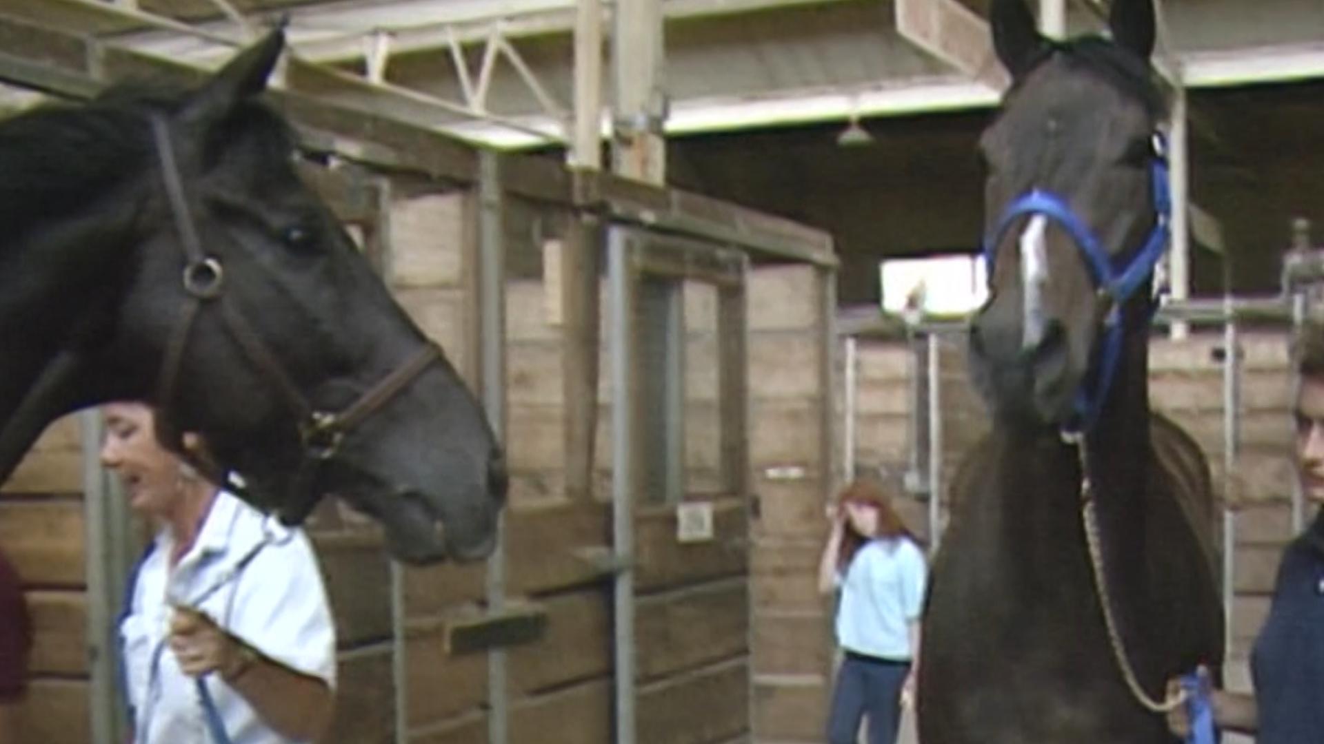 Getting this many massive animals ready for their big day at the Minnesota State Fair is no small task, nor is it for the faint of heart.