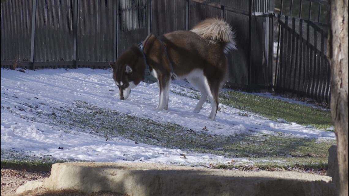 Keeping Pets Safe During MN Canine Flu Outbreak