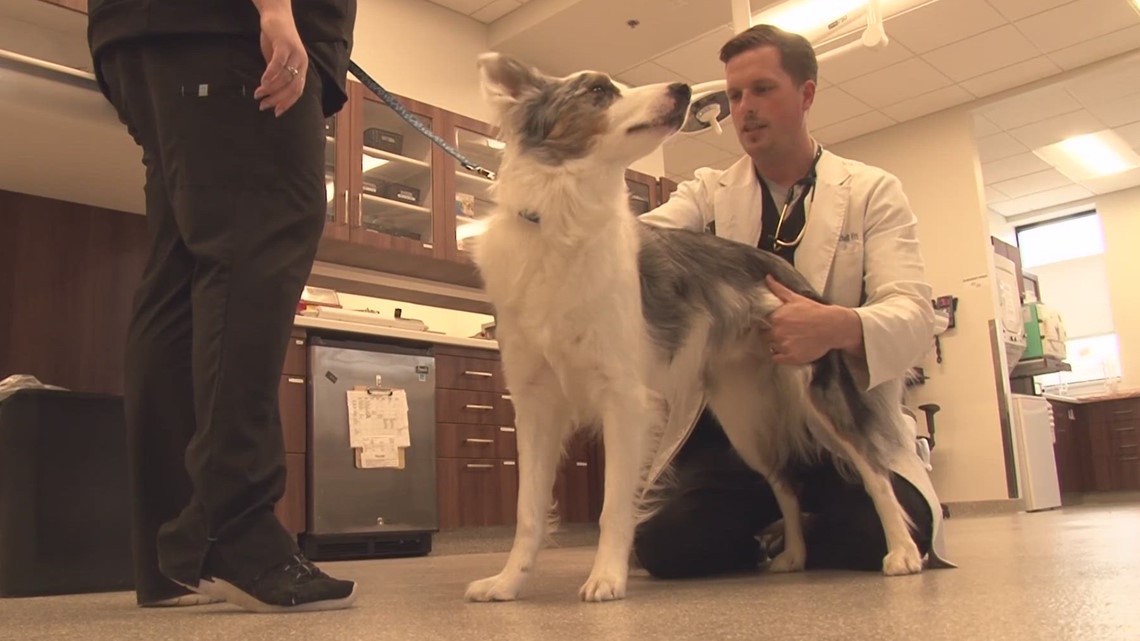 Veterinarians work to prevent canine influenza from spreading - Vimarsana News