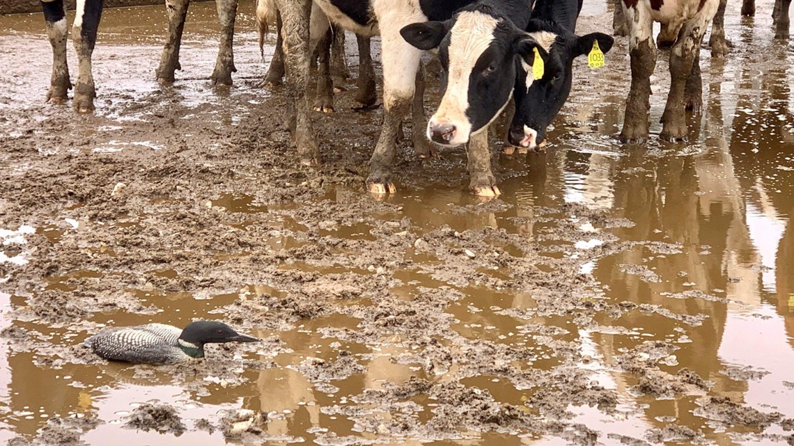 Loons crash landing in northern Wisconsin due to rare weather