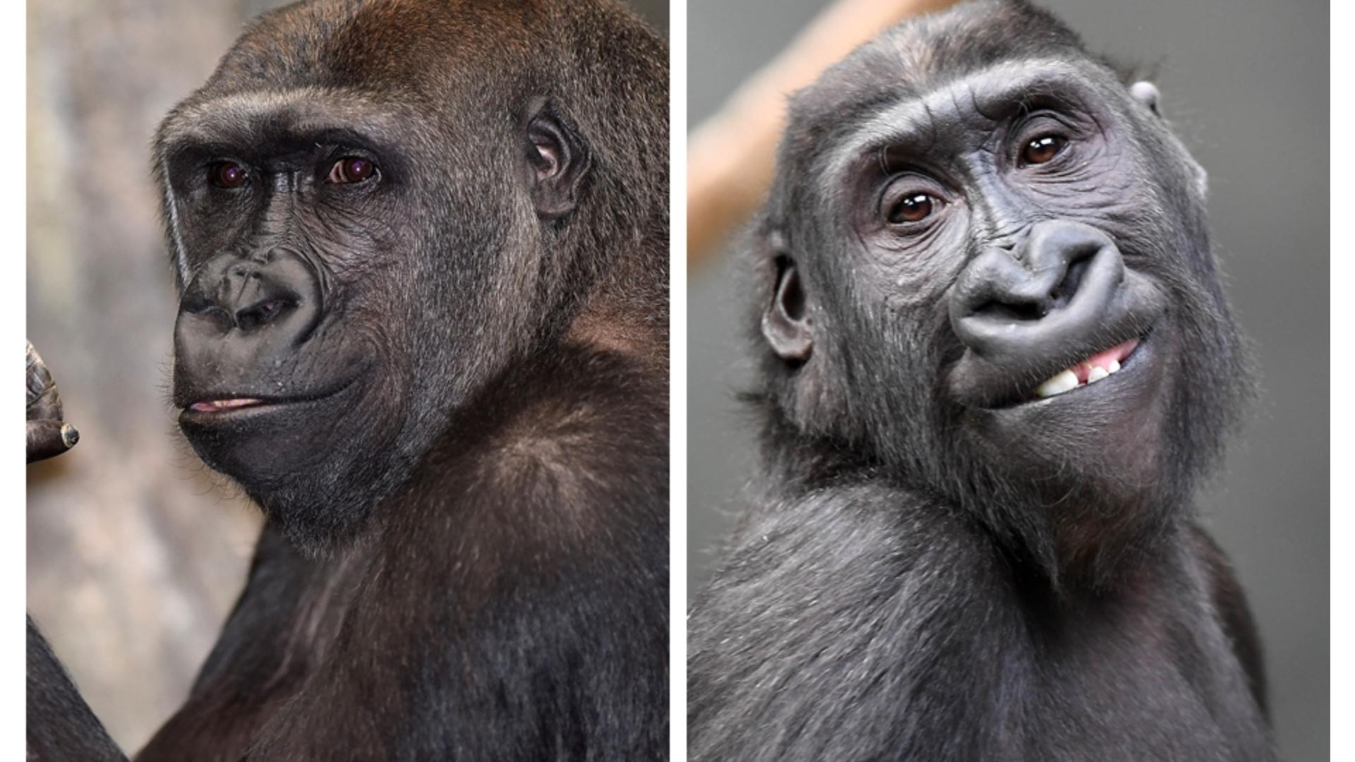 Como Zoo goes bananas over two new gorillas