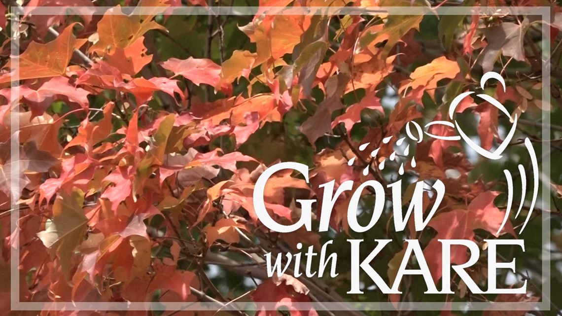 Grow with KARE: Trees changing color early