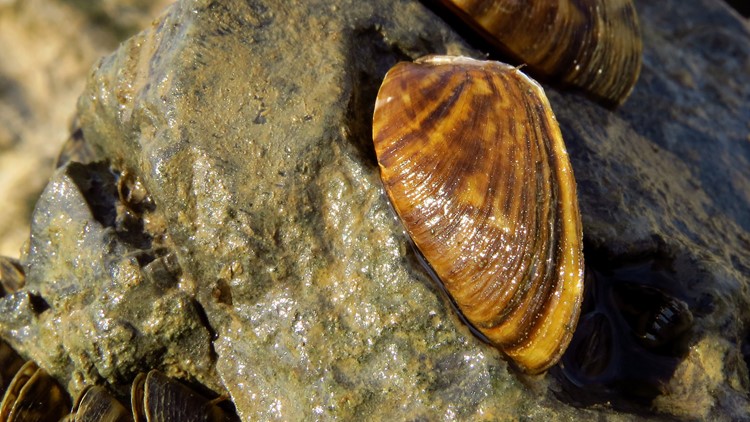Invasive zebra mussels found in Wright County lake