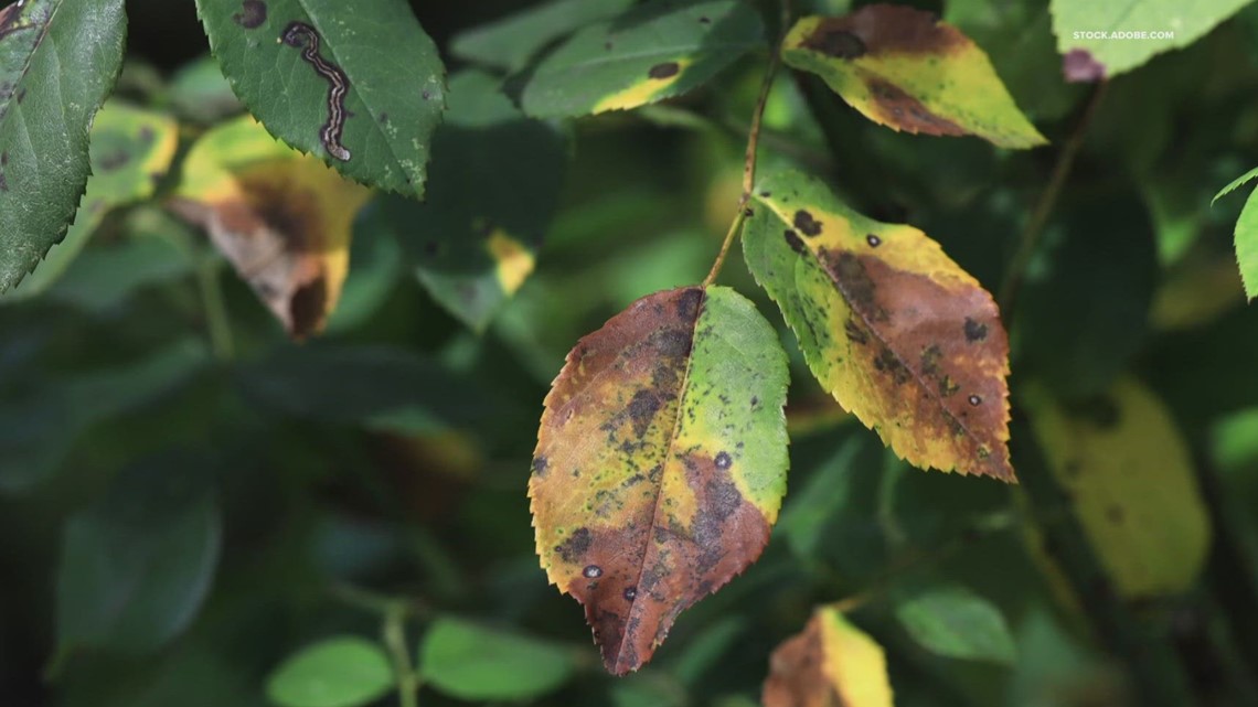 what-plants-to-cut-back-in-fall-and-which-ones-to-leave-standing