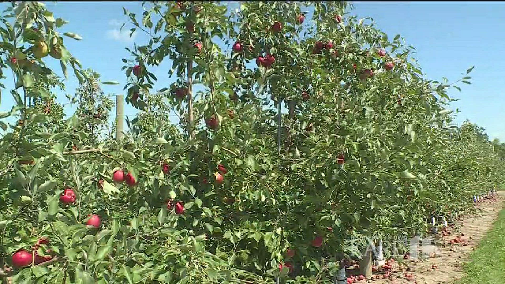 University of Minnesota's 'Rave' apple craze