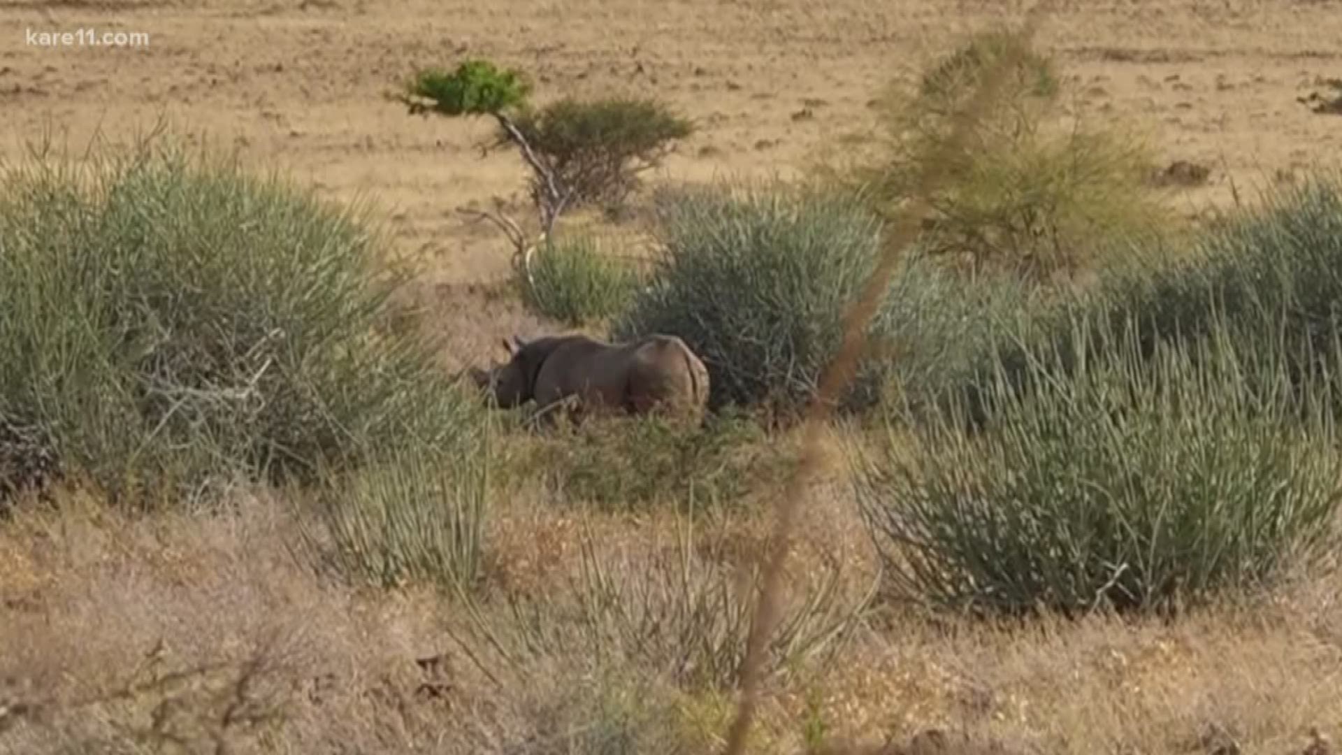 The rhino population is in trouble, but doing better than in recent years. https://kare11.tv/2PSE7EX