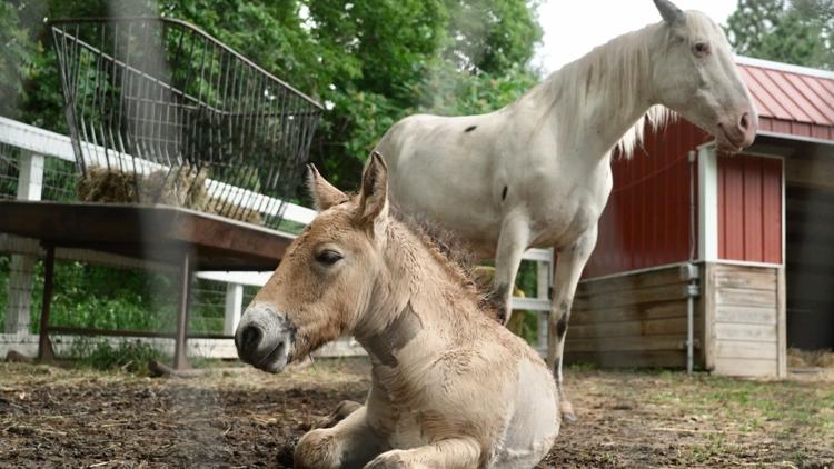 Rejected by his mother, a rare wild Asian horse foal finds a new