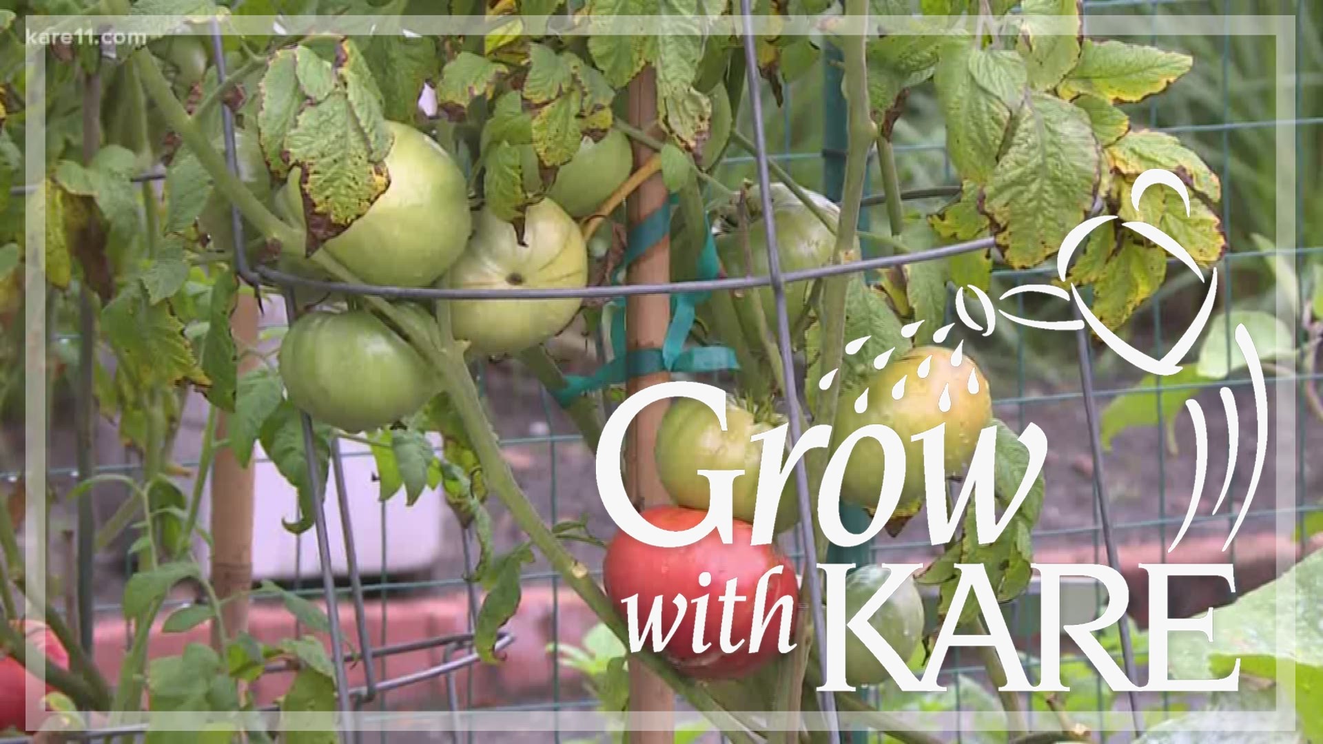 Laura and Bobby share tips about how to properly support your tomato plants.