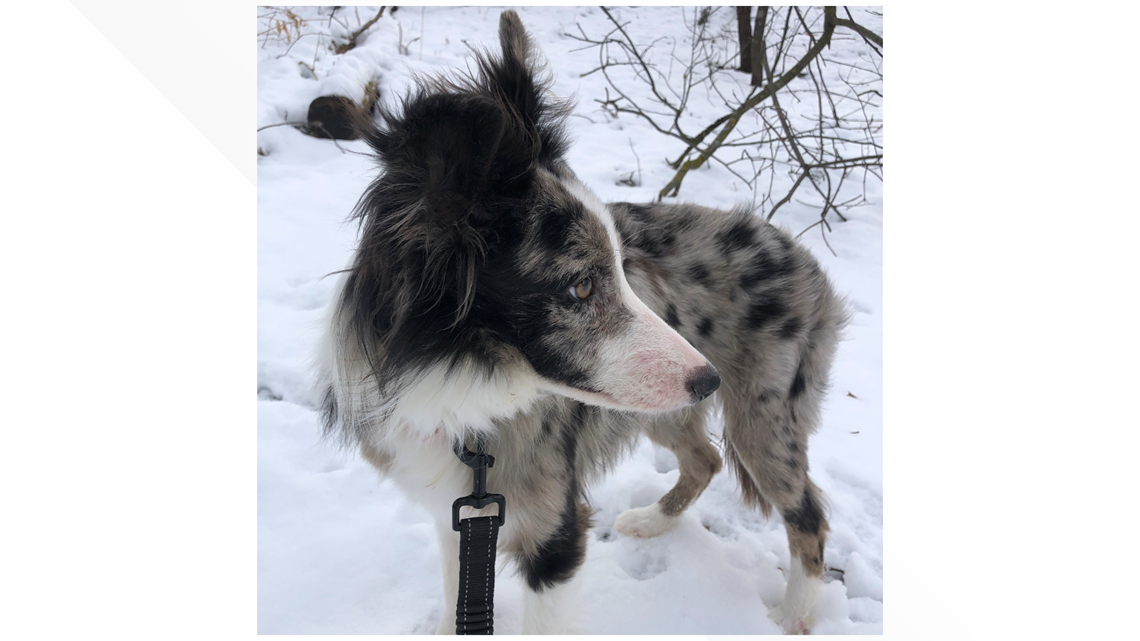Vehicle, dog stolen at Bloomington hotel - Vimarsana News