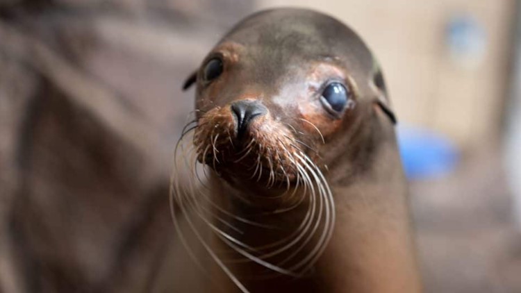Como Zoo's oldest sea lion dies at age 31