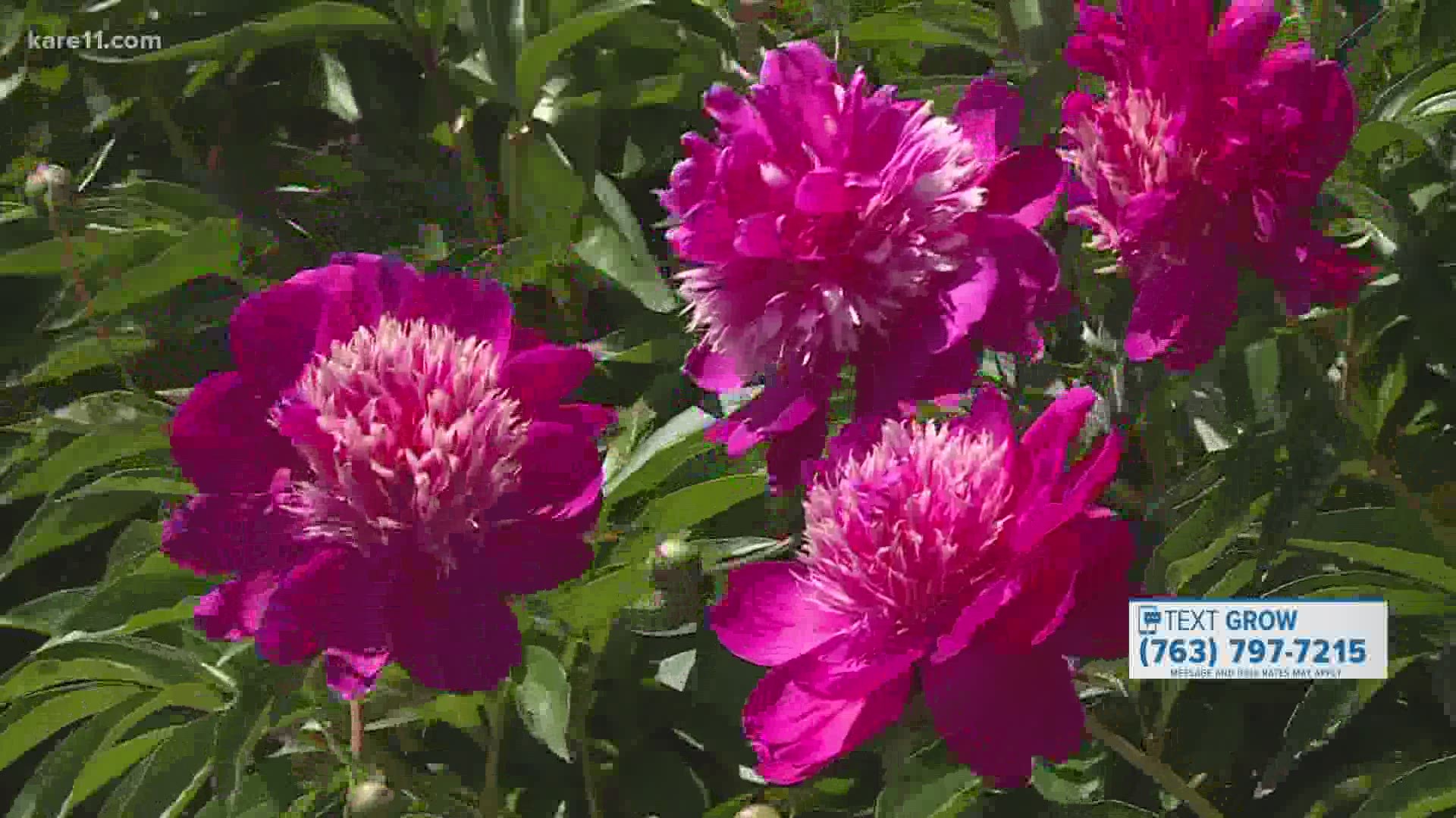 Who better to give advice on our peonies than a Delano man who grows thousands of them!
