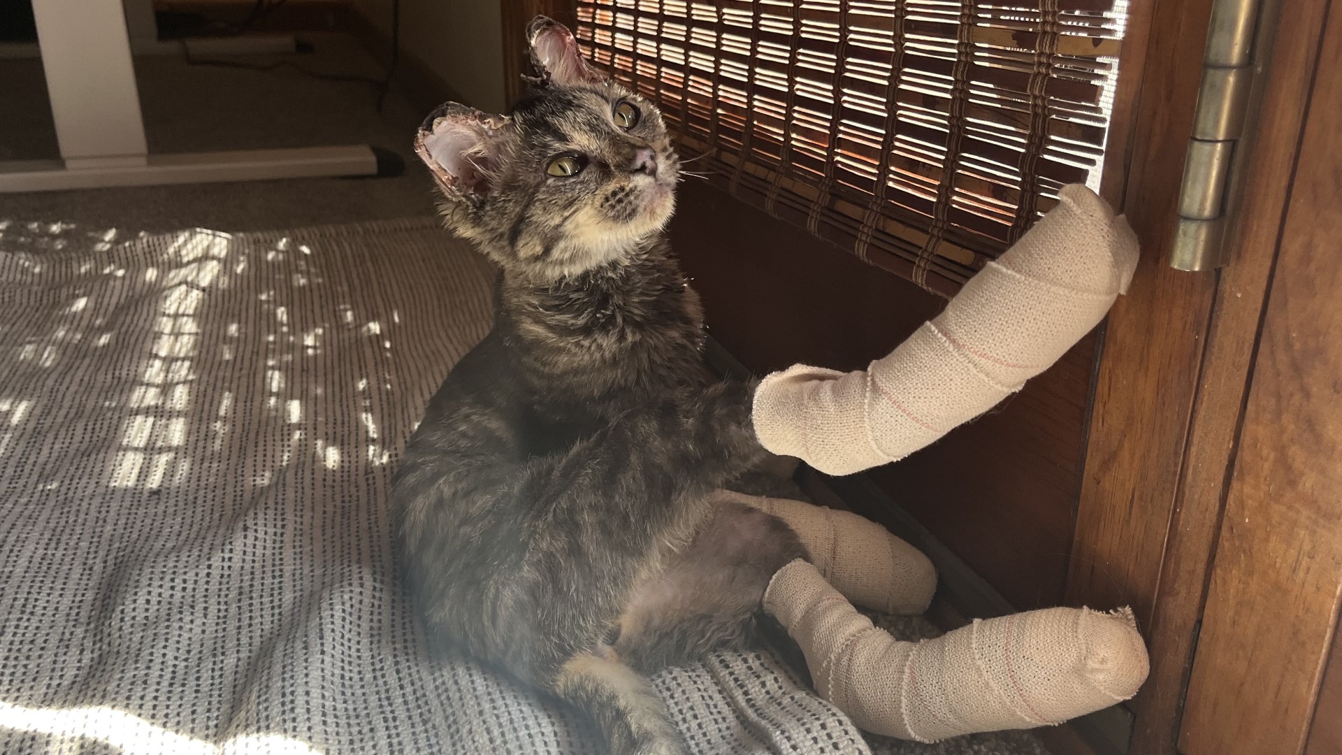 Cat named 'Miss Piggy' survives home explosion in Isanti County ...