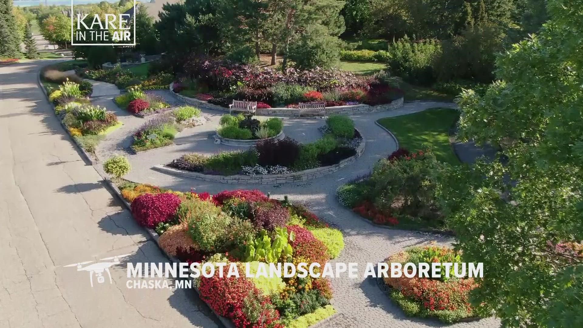Our KARE 11 drone takes us over this spectacular summer sensation, comprised of 25 to 30 thousand annuals planted and arranged in different color schemes.