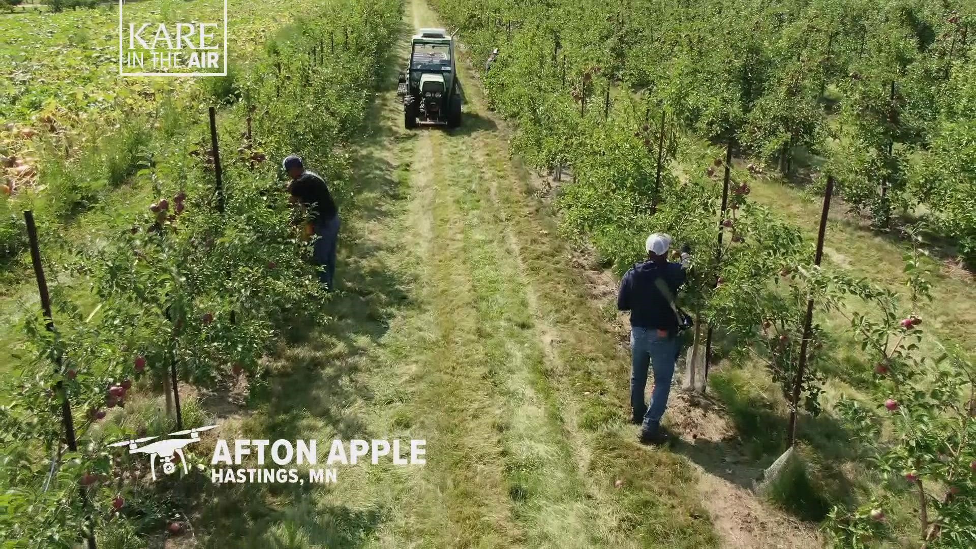 Tis the season for apple picking, and a look from the KARE 11 drone shows this Hastings-area orchard is ready for harvest.