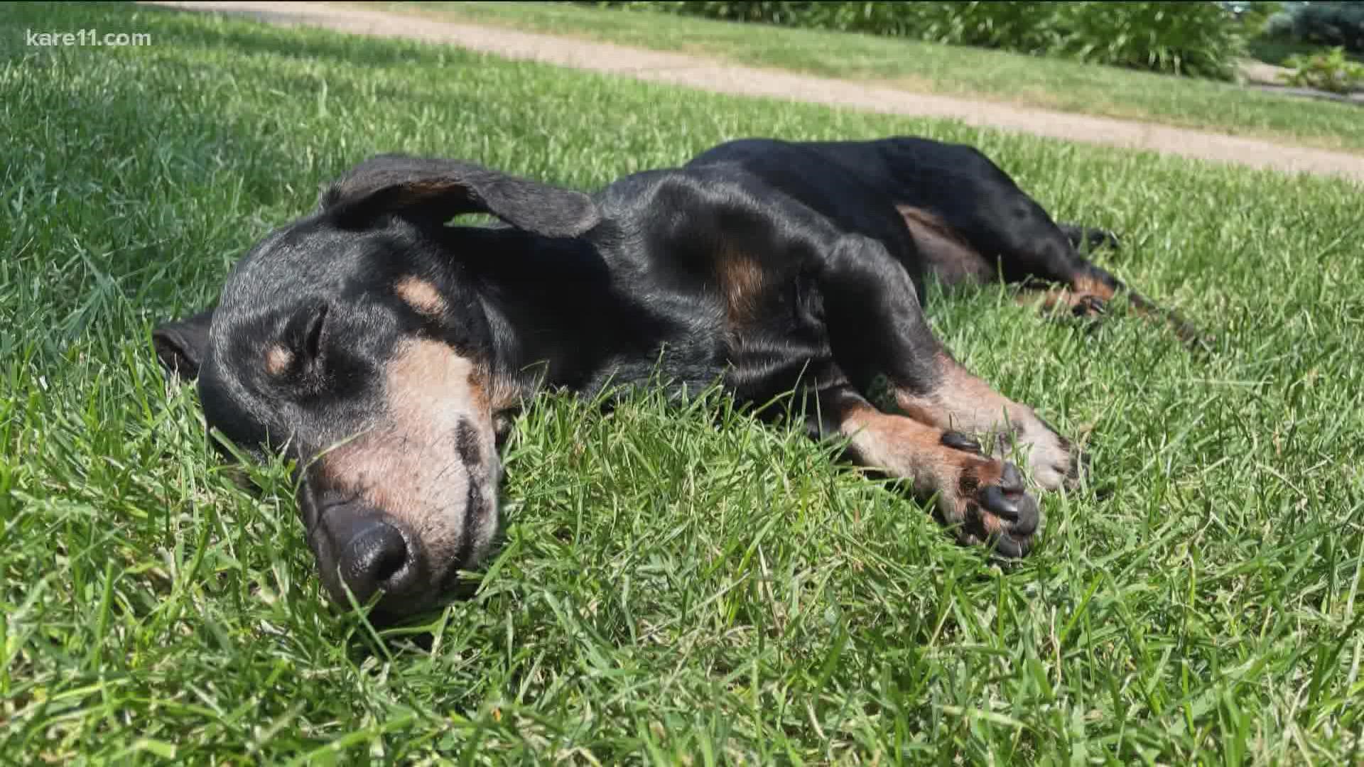 Veterinarians say this is the time of year when they see a whole lot of dogs coming in for allergic reactions.