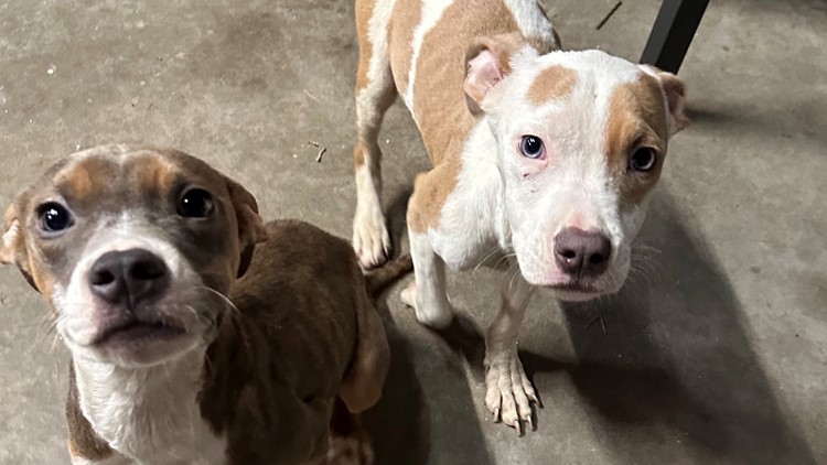 Puppies found abandoned now have fighting chance