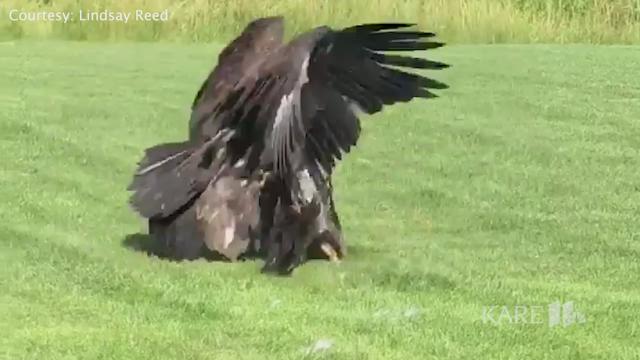 Two Eagles Caught Fighting In Woodbury Backyard Kare11 Com