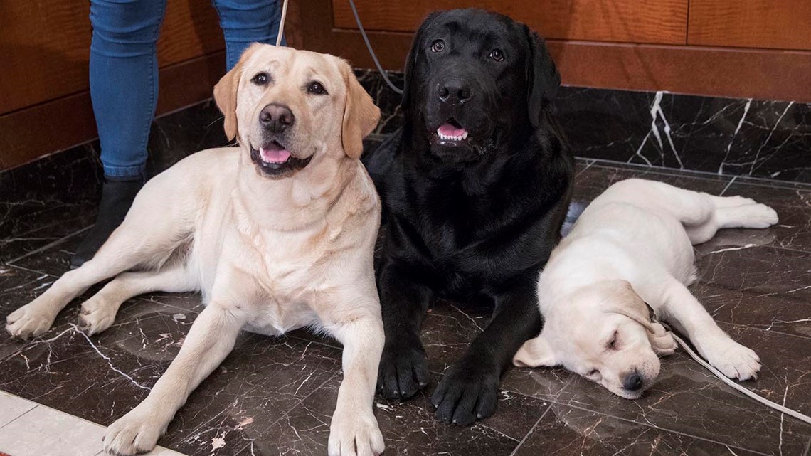 Meet the American Retriever  American Hunting Doodle Highlight