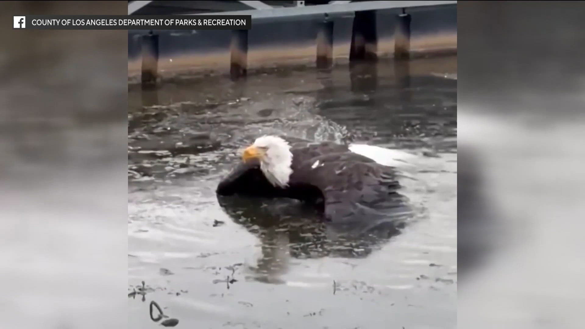 Big Bear's viral eagle Jackie dies after weeks of intensive care