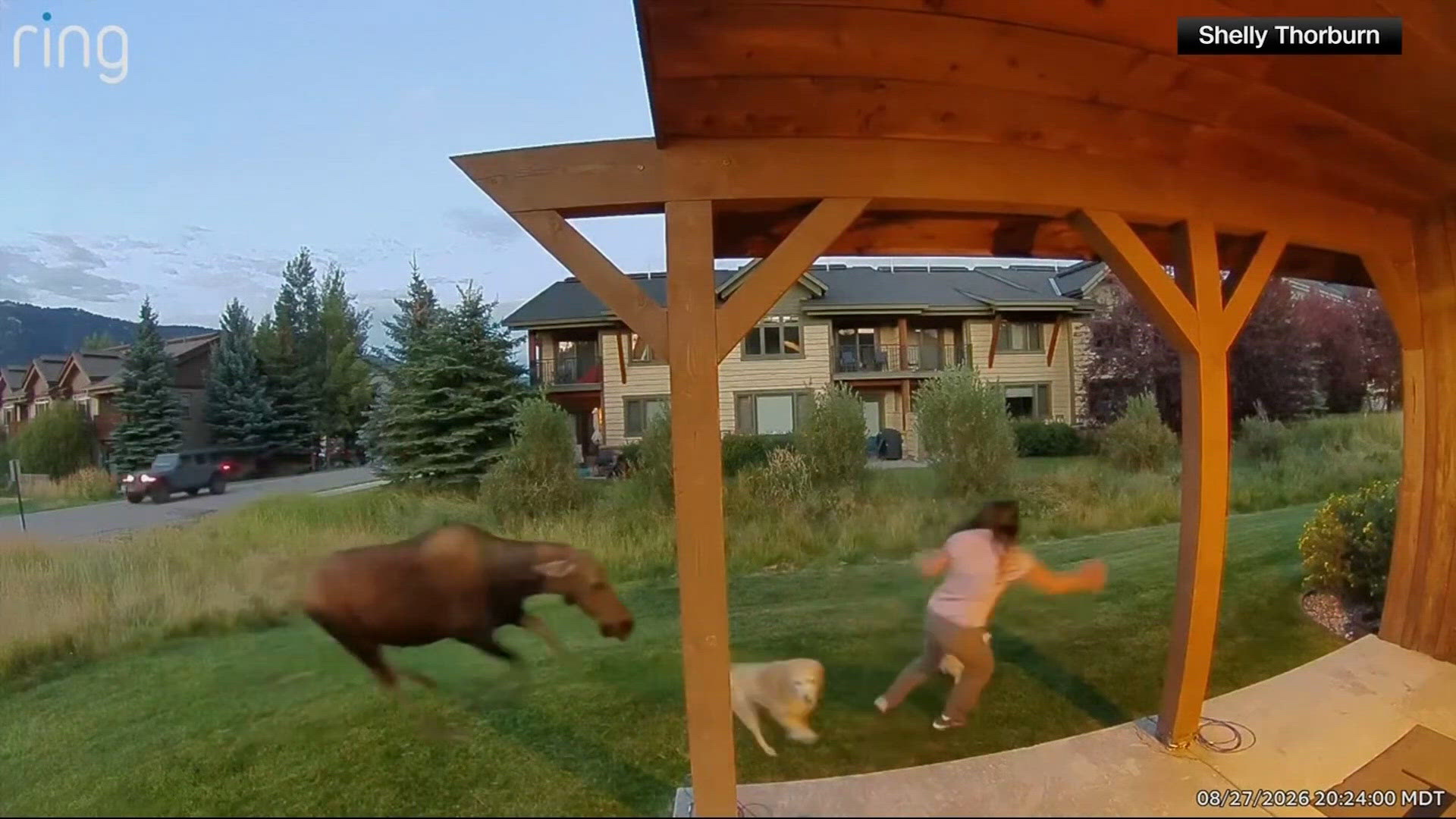 Watch: Montana woman fends off moose to protect her dogs in backyard encounter
