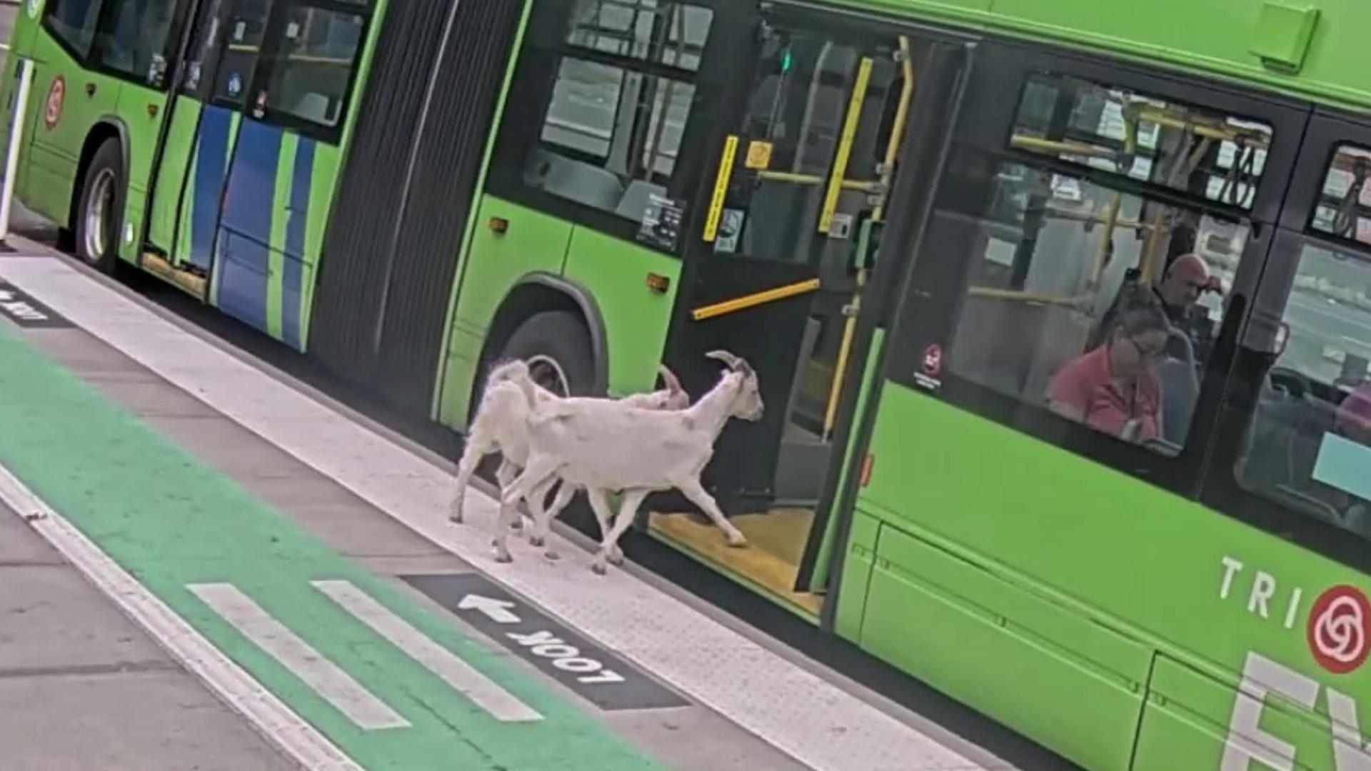 Kids these days: 2 pygmy goats caught boarding city bus in Oregon