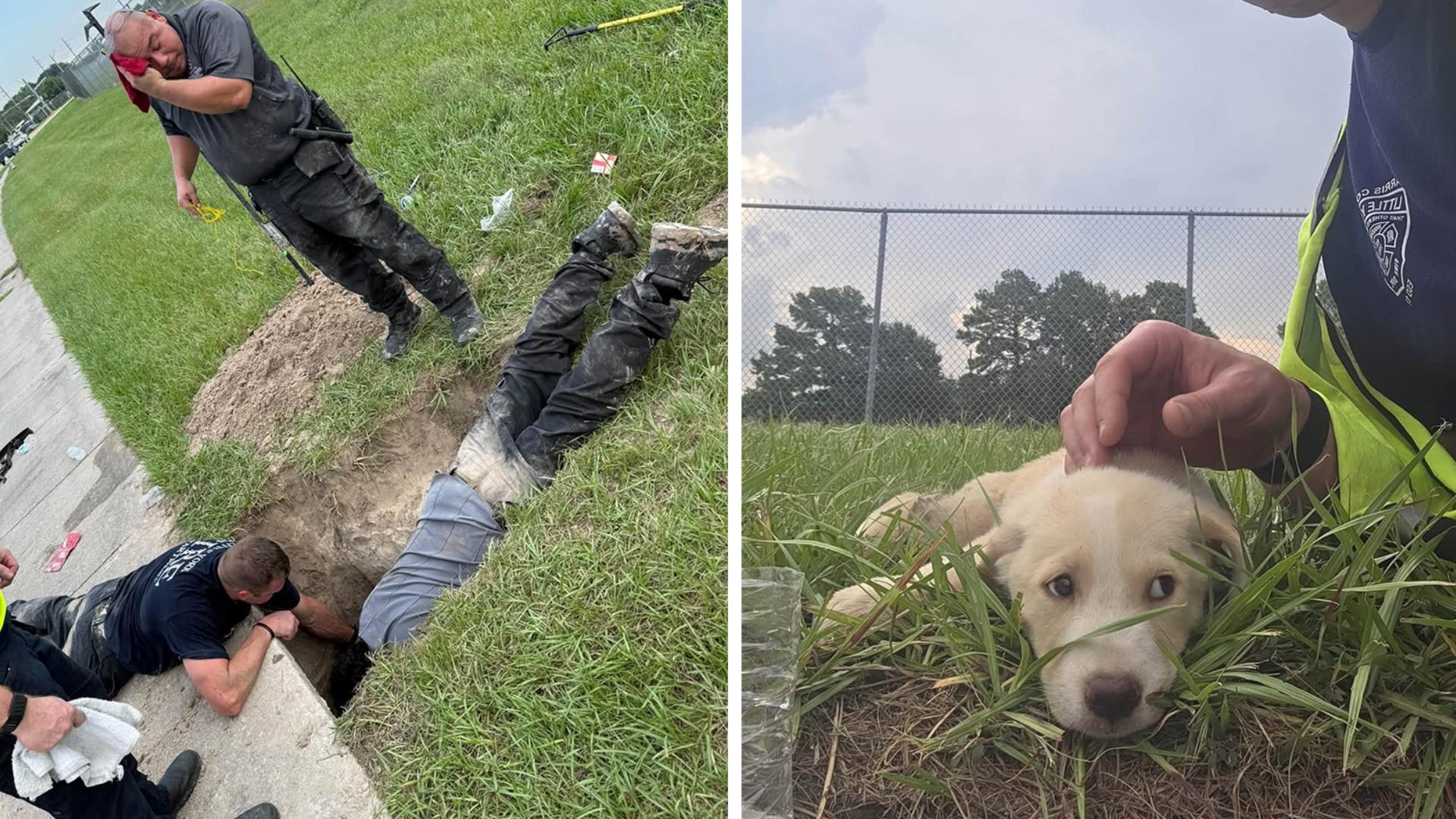 Puppies rescued after being found in cavern-like space beneath Texas sidewalk