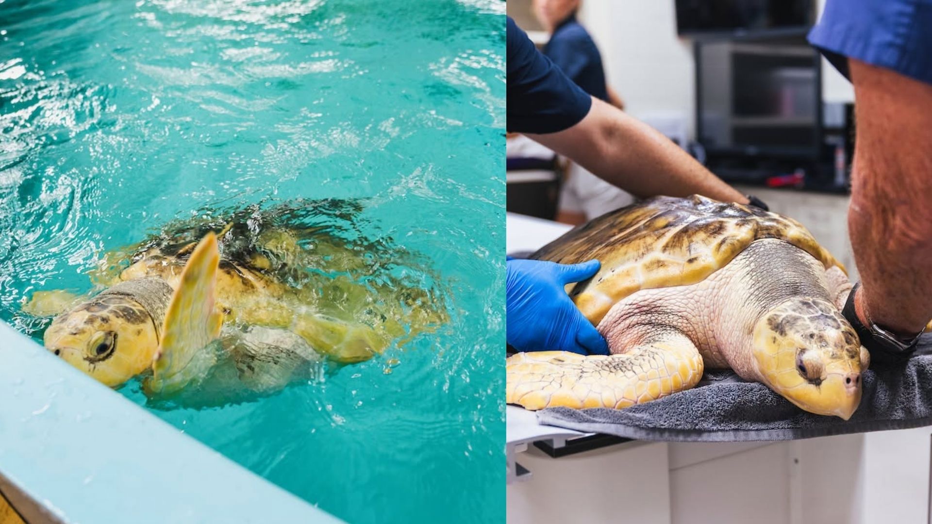 Endangered sea turtle travels 5,000 miles from Wales to Texas on journey home