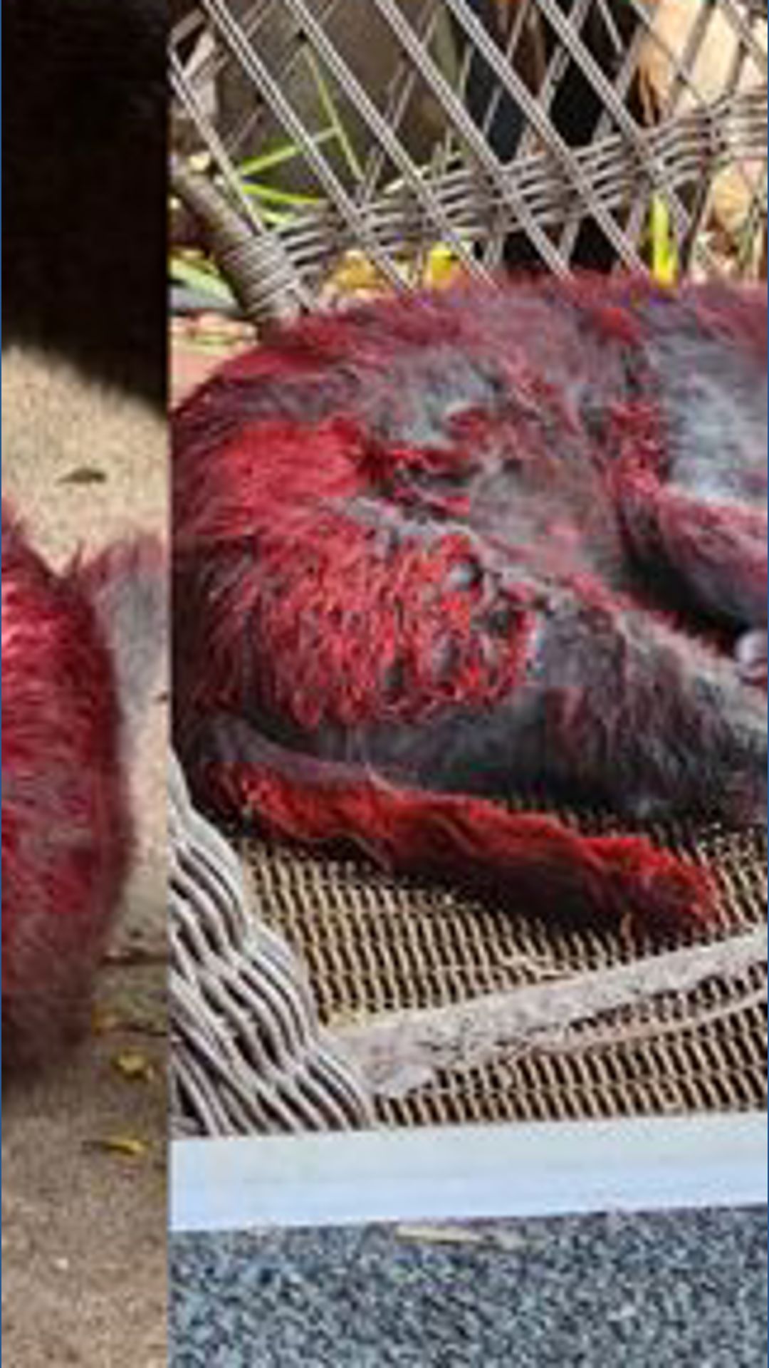 Mysterious bright red cat sparks rescue effort and online buzz in Texas