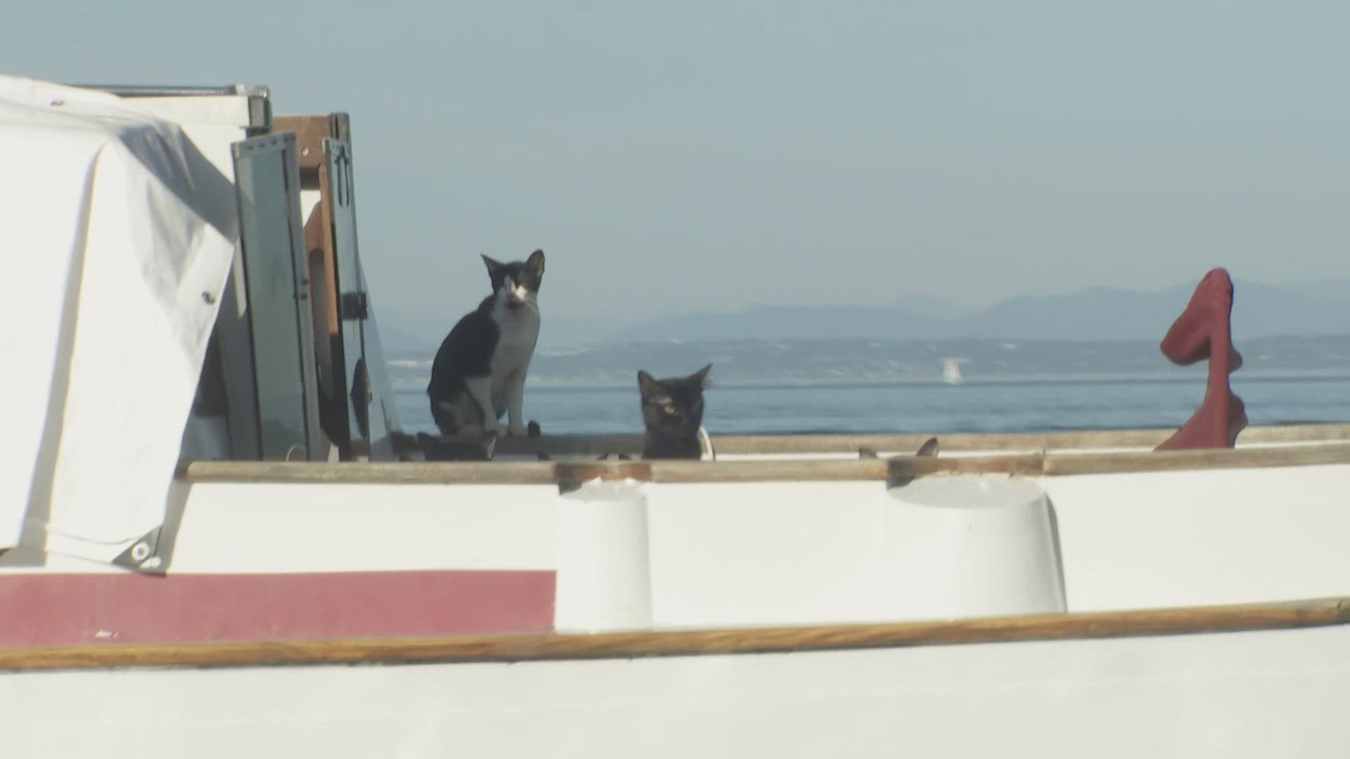 Last remaining cats rescued from mysteriously abandoned boat in Washington