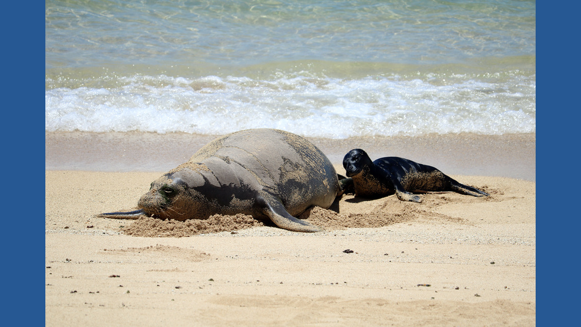 Seattle man investigated after viral video shows rock thrown at endangered monk seal in Hawaii