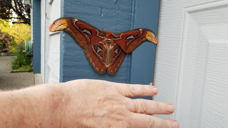 One of world's largest moths discovered in US; officials ask Washington residents to look out for more