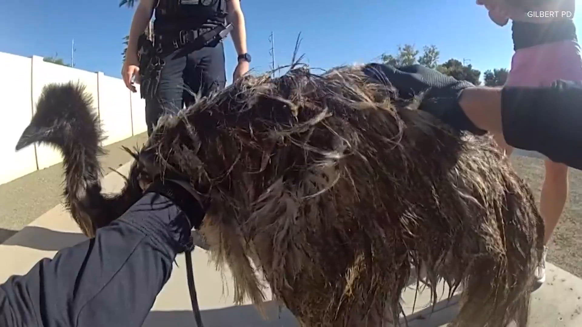 Bodycam video shows Arizona police officers sticking an emu in the back of a patrol car