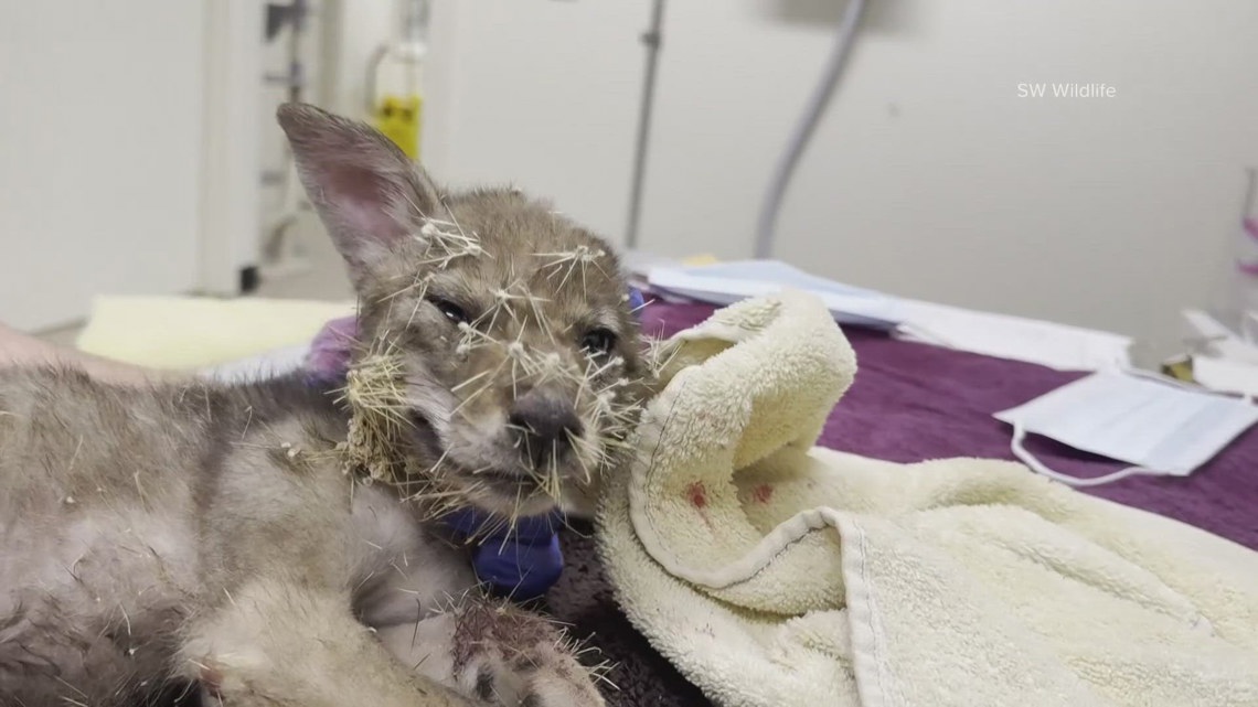 Baby coyote recovering after getting in a prickly situation with a cactus