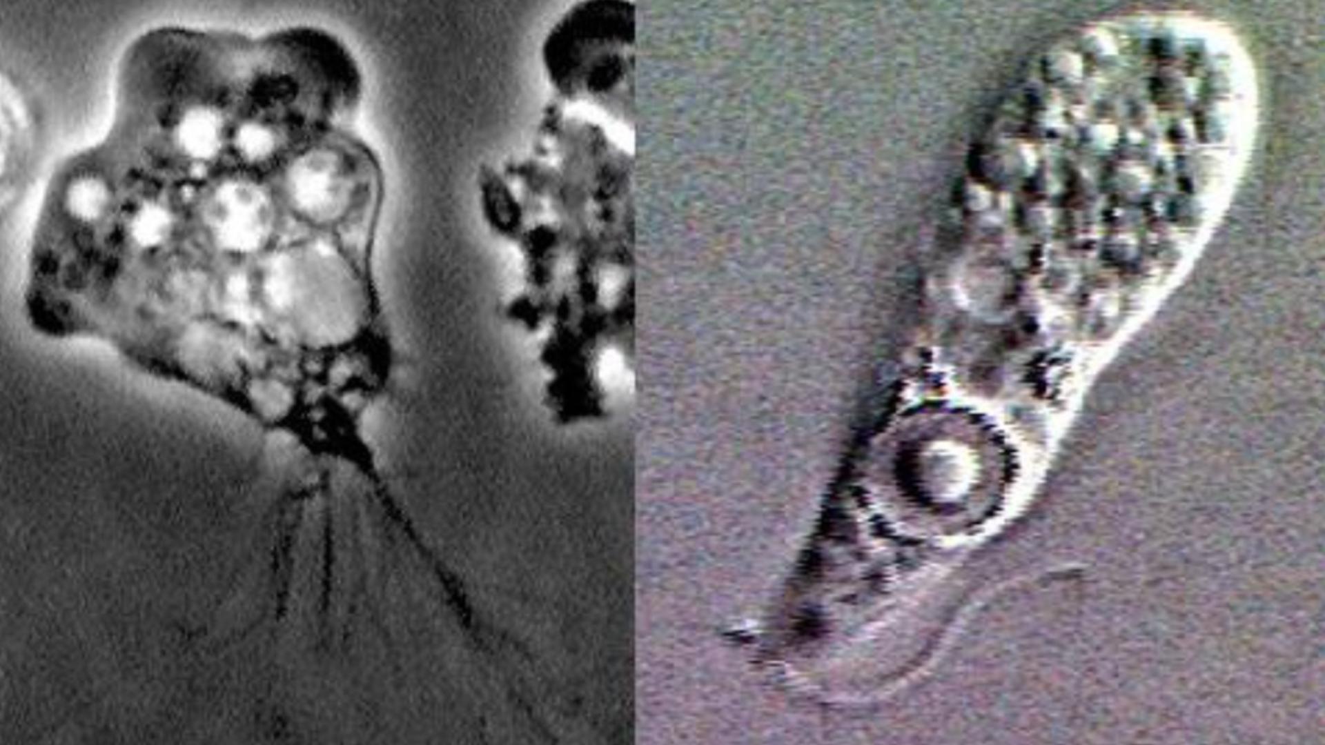 The deadly infection has been historically rare, but as climate change heats up waters and worsens flooding, research shows cases could become more common.