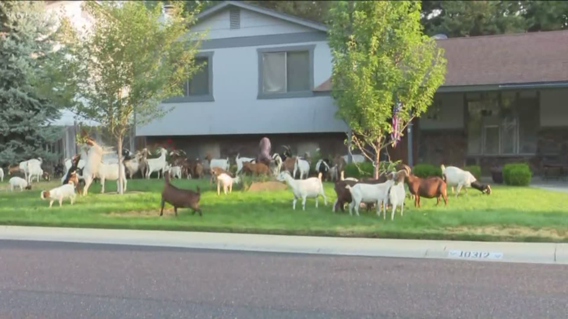 Hungry goats descend on West Boise